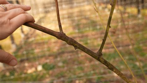 Pruning Blackberries: Spring, Summer, Fall & Winter