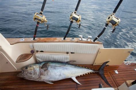 How To Fish For Tuna Tips Techniques And Recommendations