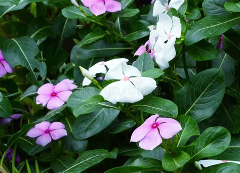 Madagascar Periwinkle Flower. Stock Image - Image of clipping, botany ...