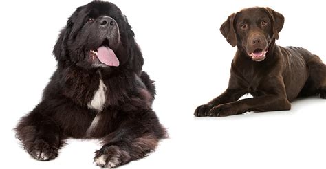 Newfoundland Lab Mix