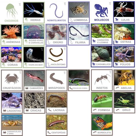 Kit Flashcards Classifica O De Animais Invertebrados Elo