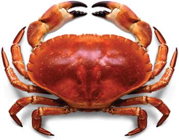 Difference between Crab and Lobster | Crab vs Lobster