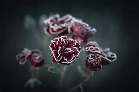 Prot Gez Vos Plantes Contre Le Froid Qui Arrive Gestes Simples