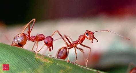 Ants On Earth How Many Ants Live On Earth This Study Gives An