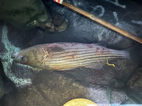 Last Cast Striped Bass Went Fishing On The Manasquan Inlet North