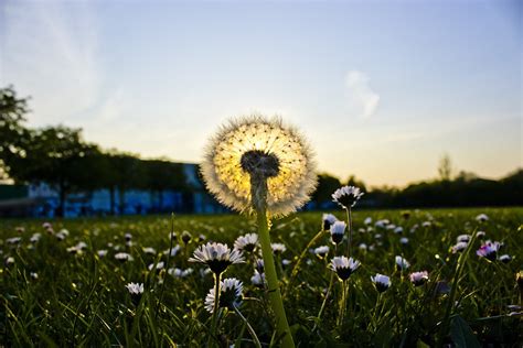 Dandelion Sunset Meadow - Free photo on Pixabay