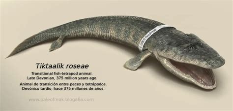 Tiktaalik Dinosaurs Pictures And Facts