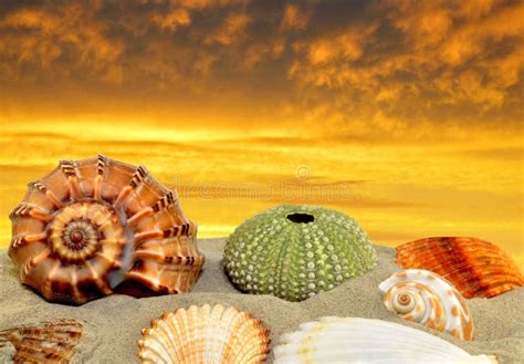 Conch Shell Stock Photo Image Of Nature Fresh Sunrise 39268060