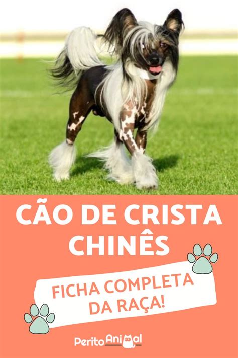 Cão de Crista Chinês GUIA COMPLETO da Raça Cão de crista chinês