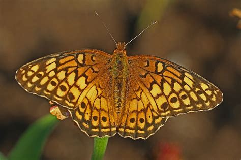 40 Butterflies In Pennsylvania Pictures And Identification