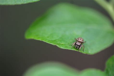 Common White Cheeked Jumping Spider Deanna Derosia Flickr