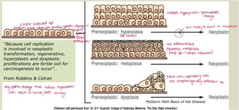 Veterinary General Pathology Neoplasia Part Final Exam Flashcards