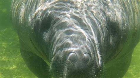 Florida Manatees at Blue Spring State Park - Outdoor Fam Fun