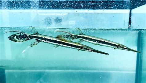 Humans share limb regeneration genes with gar fish - Futurity