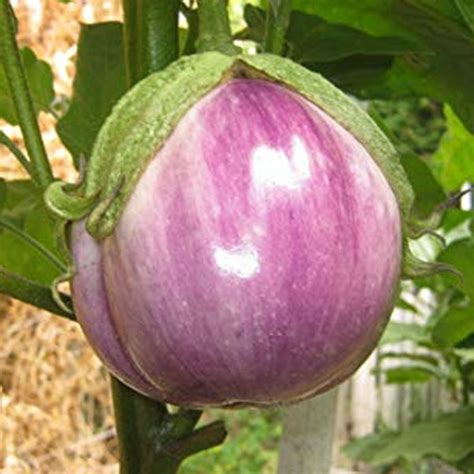 Rosa Bianca Eggplant Seeds Eggplant Rosa Bianca Seeds Heirloom