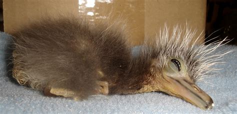 Black Crowned Night Heron