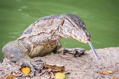 Lagarto De Monitor Asiático Da água Do Salvator Do Varanus Aliás Que