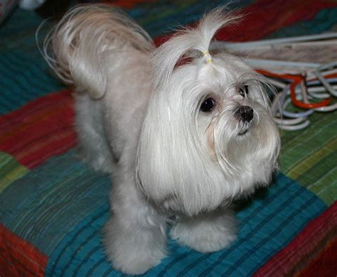 Show grooming - Maltese Dogs Forum : Spoiled Maltese Forums