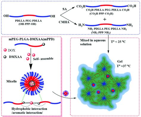 Schematic Illustration Of The Thermoresponsive Hydrogel Micelles For