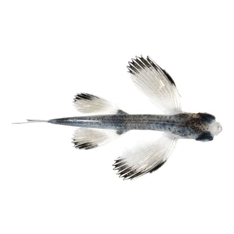 Flying Fish PNG Images (Transparent HD Photo Clipart) | Photo clipart ...