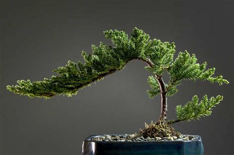 How to Trim and Shape a Cascade-Style Bonsai