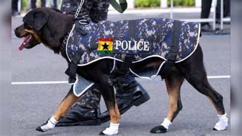 Ghana Police K 9 Unit Lance Corporal Chloe And Di Oda Dogs Wey Dey