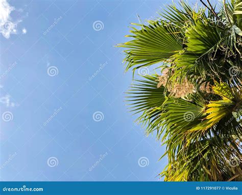 Tropical Palm Tree Against The Blue Sky Background View From Bottom On