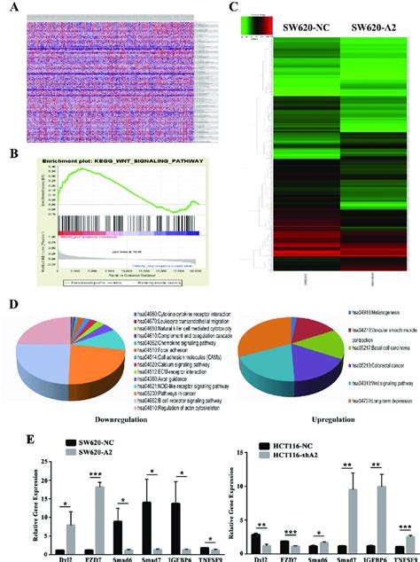 bioinformatics analysis for cellular signaling regulated by HMGA2. (A ...