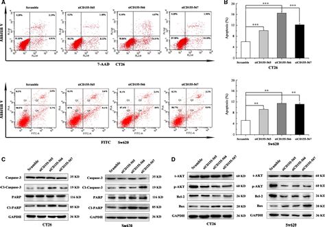 Cd155 Knockdown Promotes Apoptosis Via Aktbcl‐2bax In Colon Cancer Cells Zheng 2018