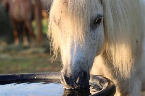 Gallery - Wild Mustang Ranch