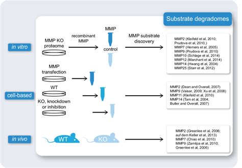 MMP Substrate Discovery Recent Advances In Mass Spectrometry Based