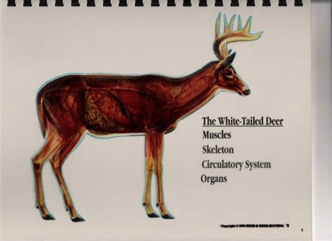 Whitetail Deer Diagram