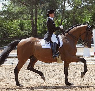 Verena Maria Hinze Dressurreiterin Reitstall Lechfeld