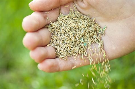 What Does Pampas Grass Seeds Look Like Storables