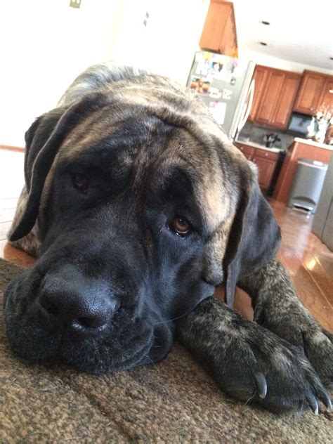 English Mastiff: A Majestic Giant Dog Breed