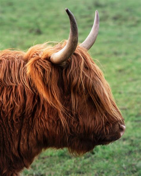 8,340+ Best Free Highland cow Stock Photos & Images · 100% Royalty-Free HD Downloads