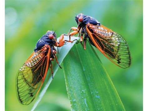 Midwest Marvel Millions Of Cicadas Emerge In Rare Phenomenon Natural