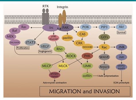 Figure 2 From Src Signaling In Cancer Invasion Semantic Scholar