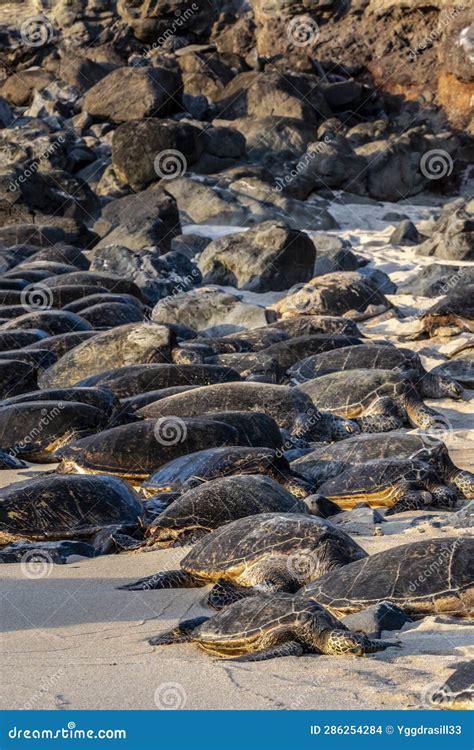 Tartarugas Marinhas Verdes Descansando Na Praia De Hookipa Foto De