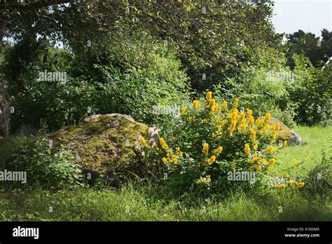 Aarons rod flower hi-res stock photography and images - Alamy