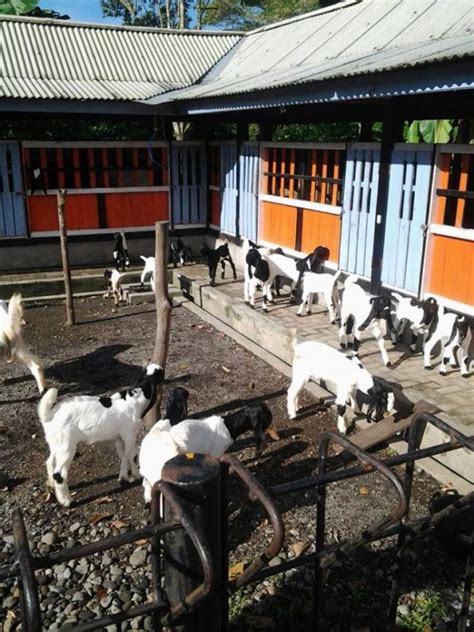 Peternakan Kambing Di Jogja Kabar Sekitar