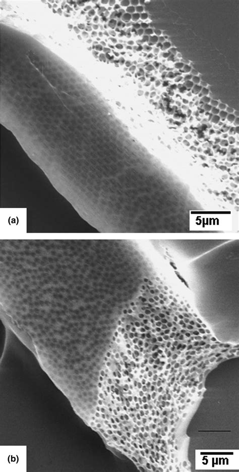 SEM Micrographs Of SiOC Skinned Porous Ceramic Microchannels A Top