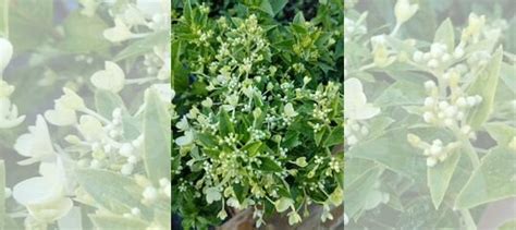 Петит Стар метельчатая гортензия купить в Краснодаре | Товары для дома ...