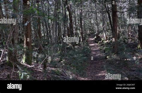 Eerie Forest Path In Aokigahara Jukai The Sea Of Trees In Japan Stock