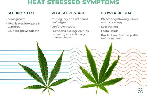 How to Prevent Cannabis From Heat Stress - Endoca© CBD