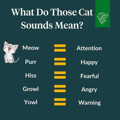 Understanding Cat Sounds