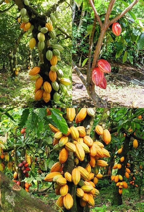 Cocoa Tree Theobroma Cacao L In Fruit Plants Beautiful