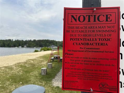 Concord Monitor Algae Bloom Warnings Issued Along Lake Winnipesaukee