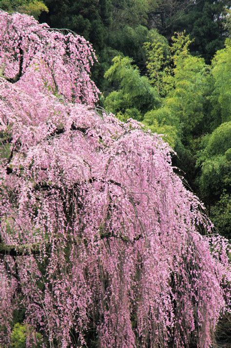 10 WEEPING HIGAN CHERRY Tree Japanese Prunus Subhirtella Pendula Pink