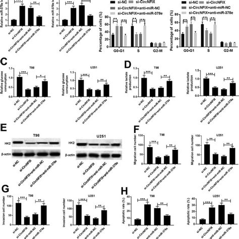 Deficiency Of Mir E Attenuates The Regulatory Effect Of Circnfix